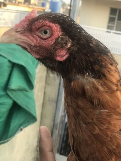 Aseel madi O33Z 33 I6I 33 whattsapp or phone