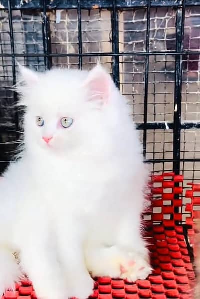 Persian cat kitten for sale. My WhatsApp 03126762031