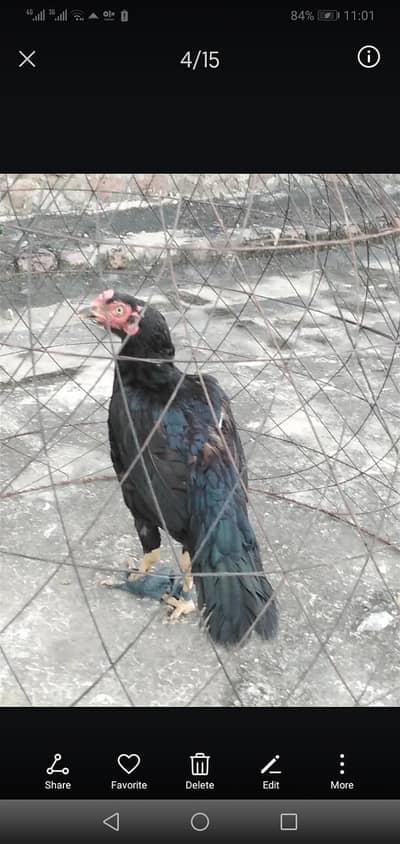 Aseel murghian ready for eggs