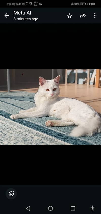 white persian cat  very friendly neat and clean