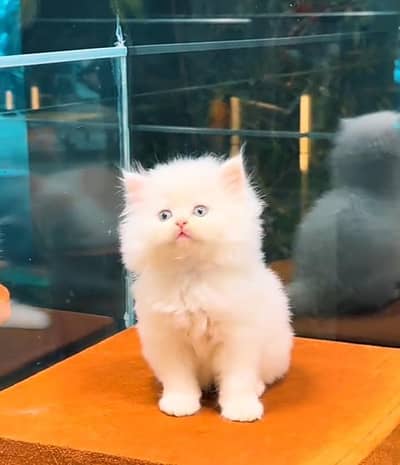 Persian cat kitten for sale. My WhatsApp 03126762031