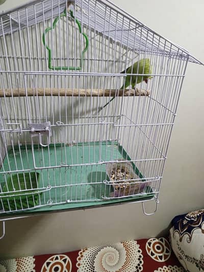 GREEN RINGNECK FEMALE