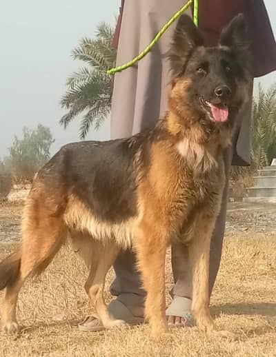 Belgium Shepherd double Court female 10 months for sale
