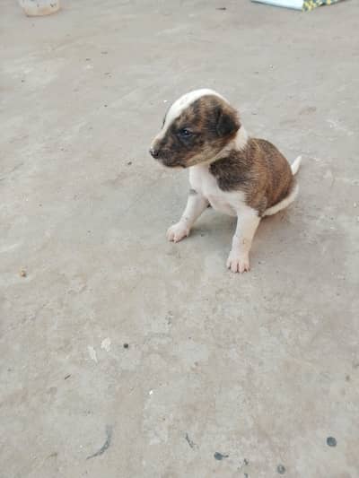 gultair puppy for sale cal nmbr 03095227759