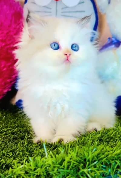 Persian cat kitten for sale. My WhatsApp 03126762031