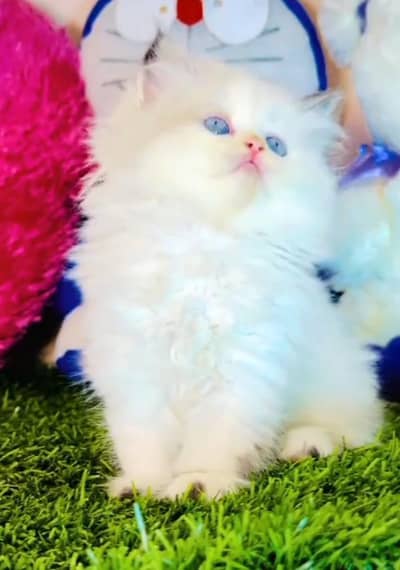 Persian cat kitten for sale. My WhatsApp 03126762031