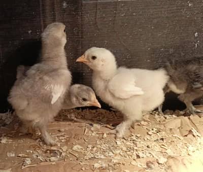 Blue/Black/white bantam chicks | Heera Aseel Trio