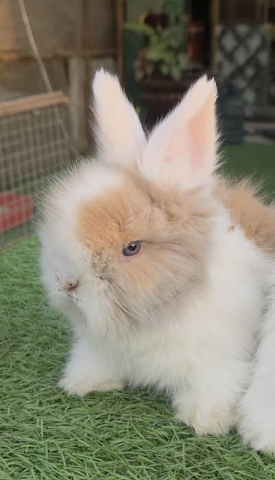 Teddy Bears Dwarf Angora Rabbits