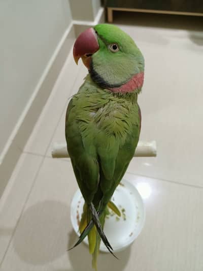 Green Raw Alexandrine Parrot