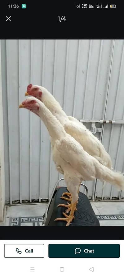 Paper white murga pair for sale only WhatsApp number 0326/87/50/738