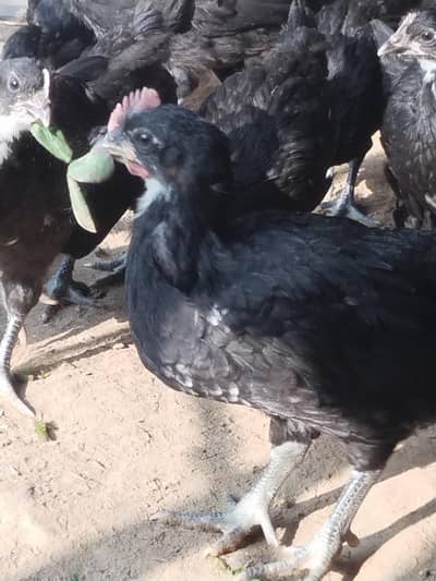 Original blood Black Austerloop chiks for sale