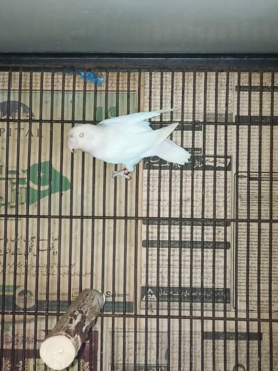 love bird and lohman brown female eggs laying