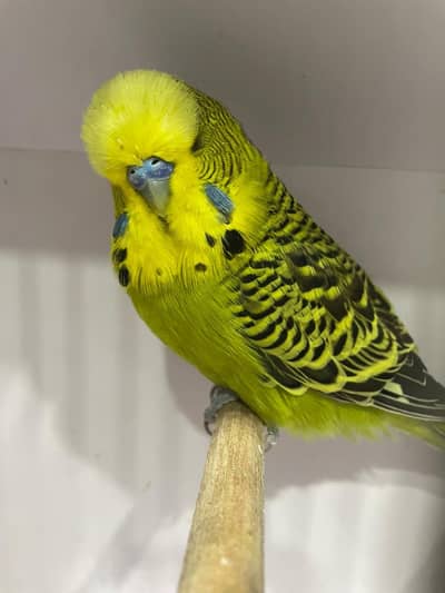 Top Quality Exhibition male and undersize hogromo split top Quality