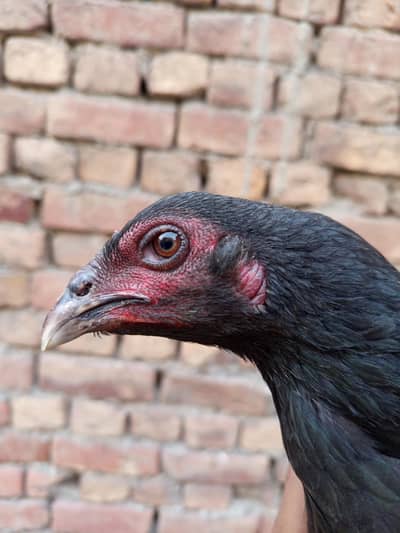 Thai plus dragon cross pathi