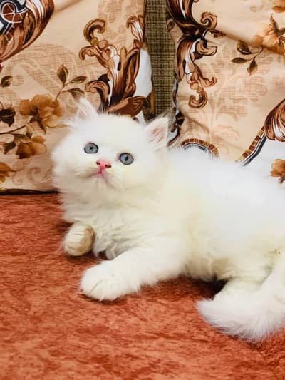 Persian cat for sale my WhatsApp number 0370-36-59--905