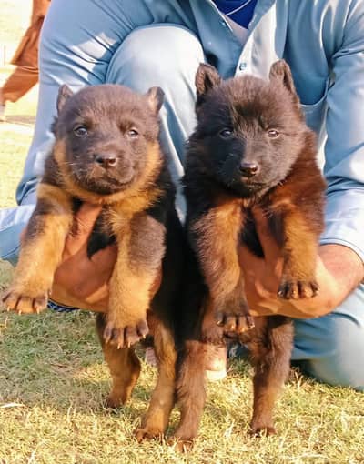 German shepherd | male Puppy | Dog for sale | Long coat