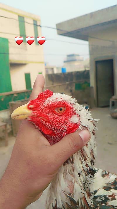 Cheena Aseel patha Thai cross  03214922010