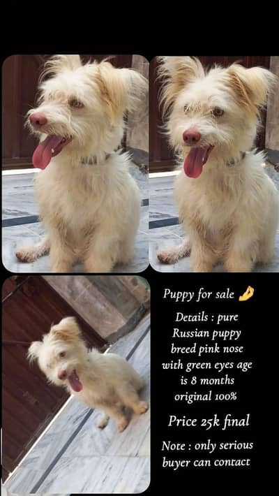 puppy for sell