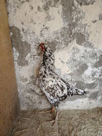 shamo hen for sale reasonable price