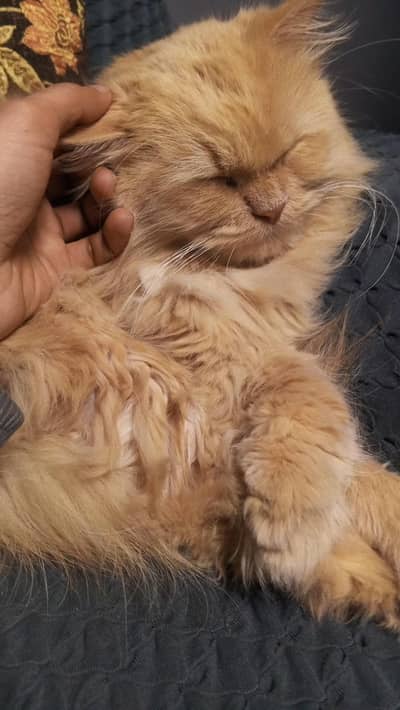 triple coat male fawn color