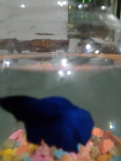 betta and tetra