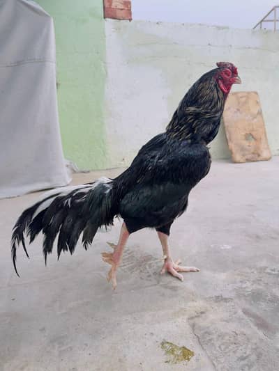 Mushka Lasani Aseel Chicks Murga Murgi Pic Attach 03286919456