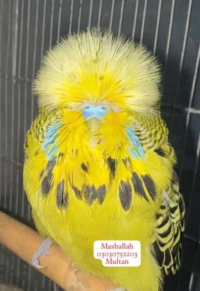 Exhibition Budgies top Quality