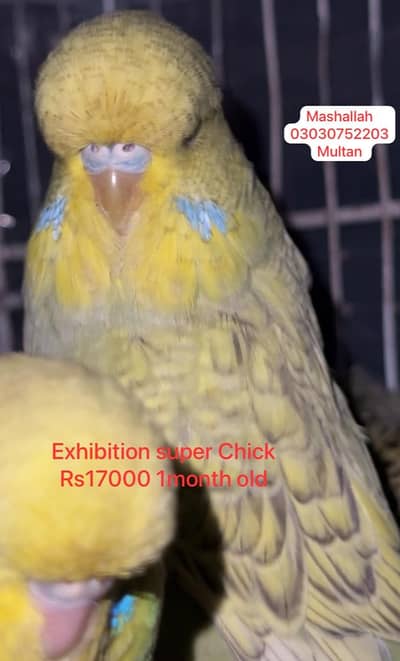 Exhibition Budgies top Quality Chicks