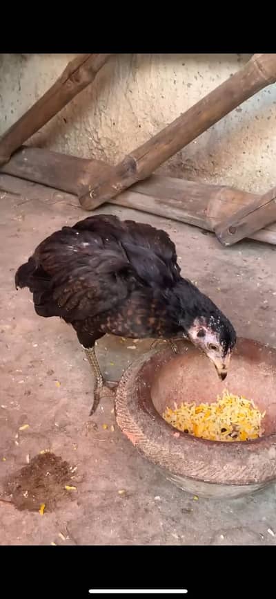 Pure Aseel Mianwali sale and Exchange