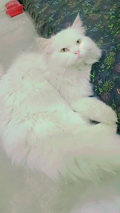 4 cats he aren't sale