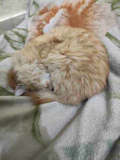 Triple Cotted Yellow Eyes Persian Cat