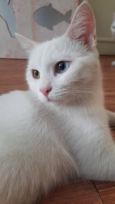 White odd eye cat