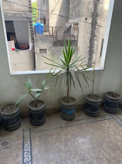 Seprate Room for Rent