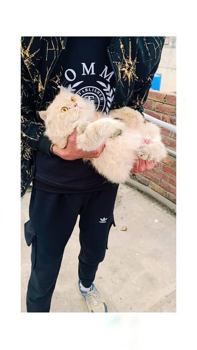 female cat for sale urgent