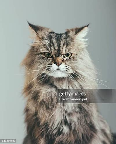 persian cat
