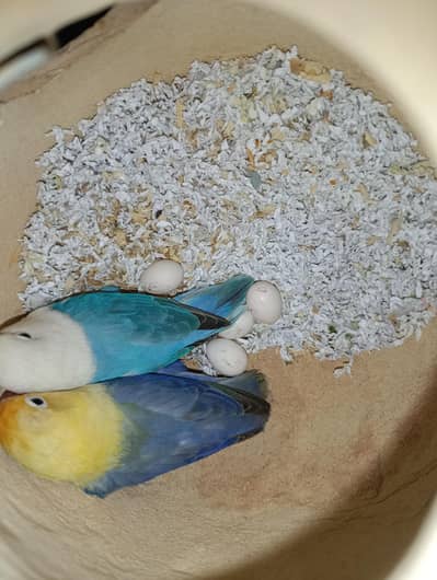 Violet parblue opaline / blue opaline breeder pair with eggs