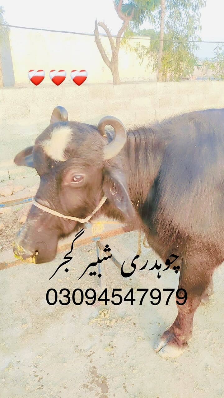 اچھی قسم کی بھینس برائے فروخت 0