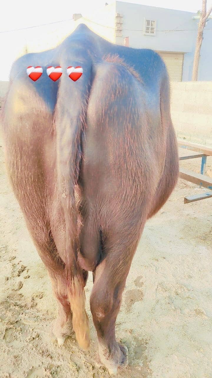 اچھی قسم کی بھینس برائے فروخت 1