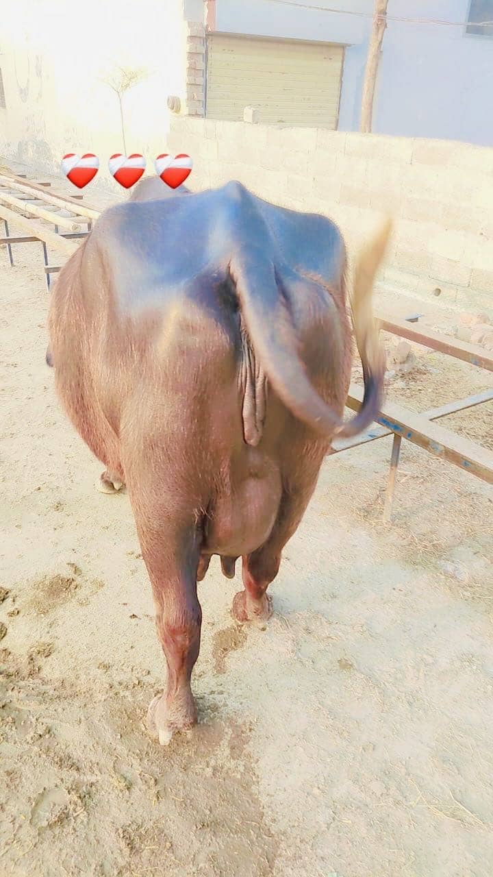 اچھی قسم کی بھینس برائے فروخت 2