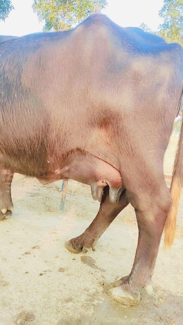 اچھی قسم کی بھینس برائے فروخت 3