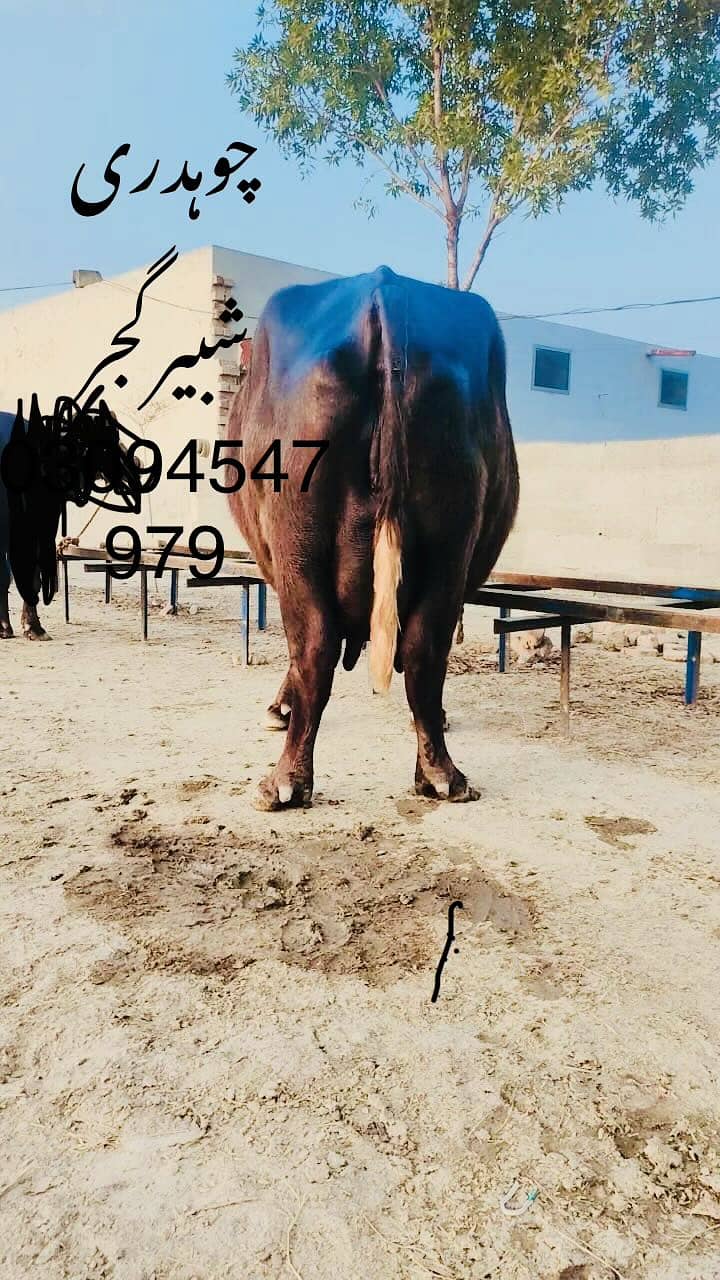 اچھی قسم کی بھینس برائے فروخت 4
