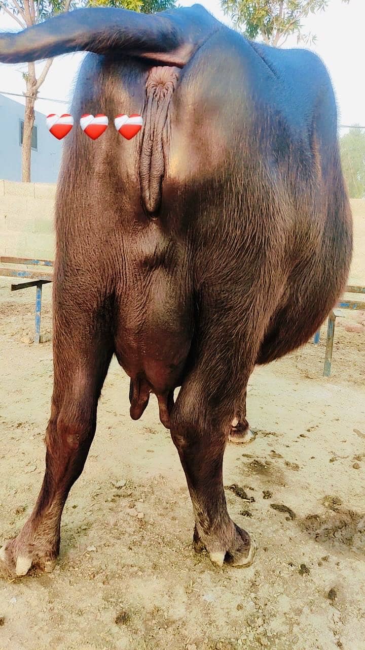 اچھی قسم کی بھینس برائے فروخت 5