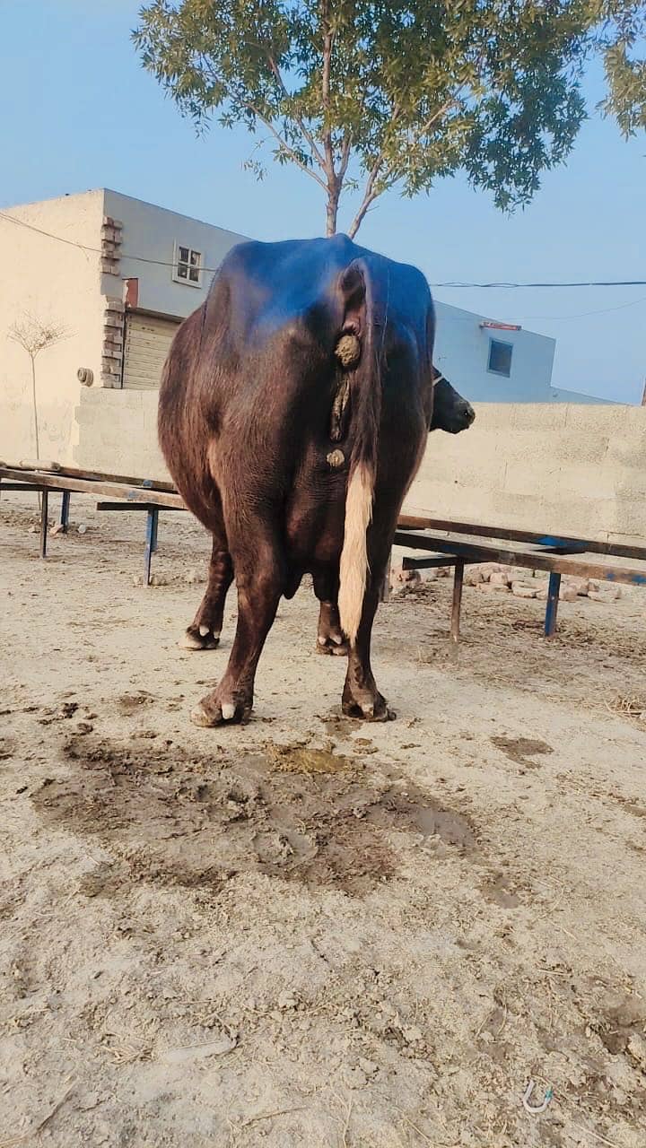 اچھی قسم کی بھینس برائے فروخت 6