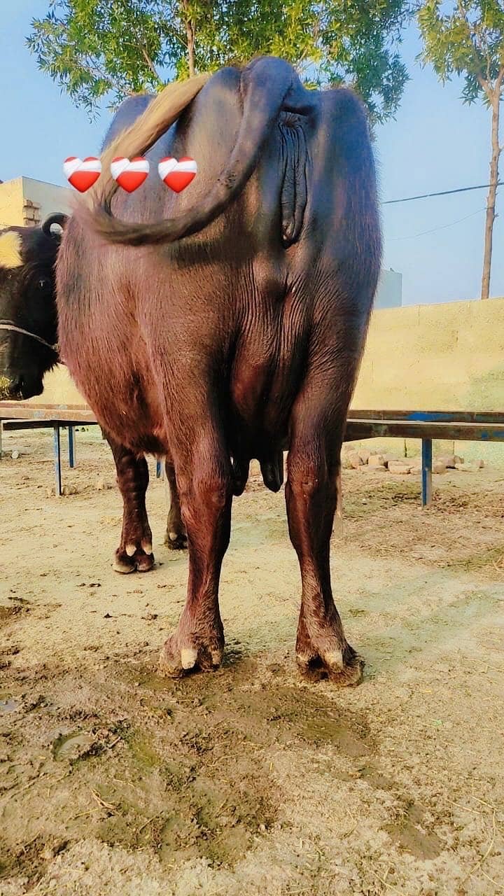 اچھی قسم کی بھینس برائے فروخت 7