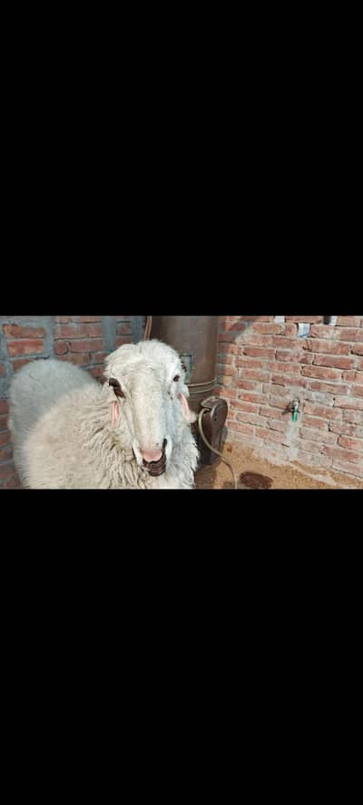 2 male sheep for sale