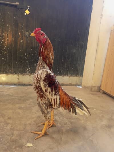 Saleta Aseel Patha For Sale