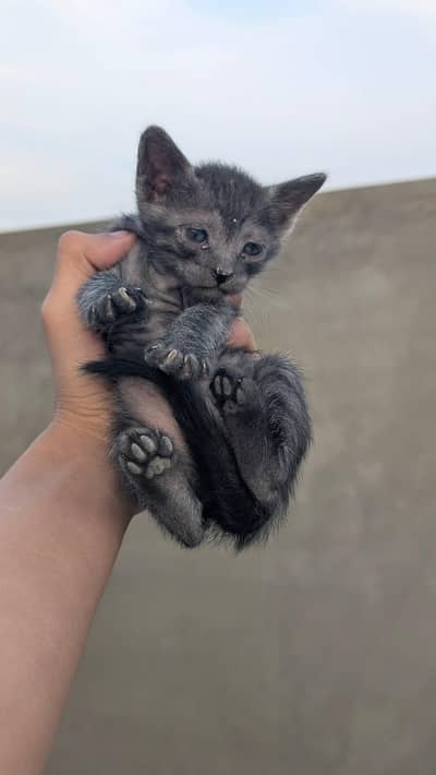 PERSIAN KITTENS FOR SALE