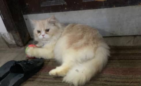 extreme quality males for stud/mating