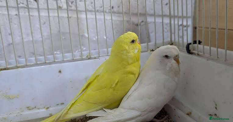 Fawn java, split black face budgies chicks 2