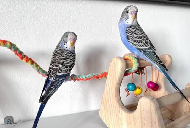 Fawn java, split black face budgies chicks 3